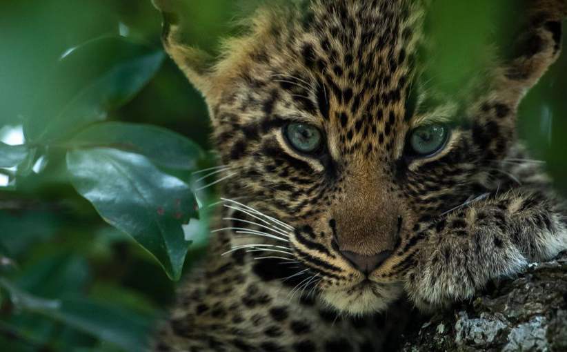 Sabi Sands Leopard
